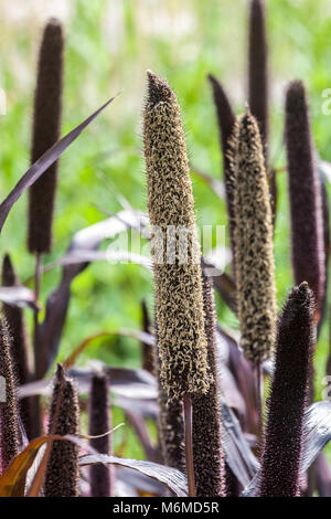 Le mil, Pennisetum glaucum 'Purple Majesty', allé aux semences Banque D'Images