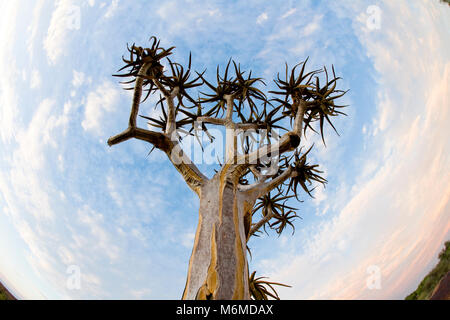 Fish-eye vue d'un arbre ou carquois Kokerboom, Augrabies National Park, Afrique du Sud Banque D'Images