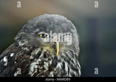 Portrait of cute owl (Ninox boobook australienne) à gros yeux dans Parc National de Noosa, Queensland, Australie Banque D'Images