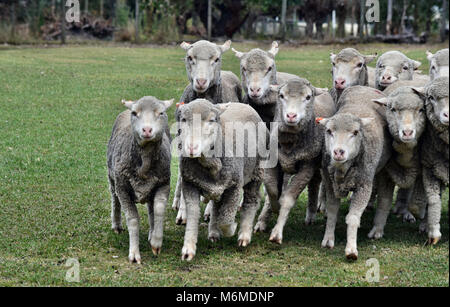 Moutons qui s'échappe d'un kelpie chien de bétail dans l'agriculture la chasse ferme en Australie Banque D'Images