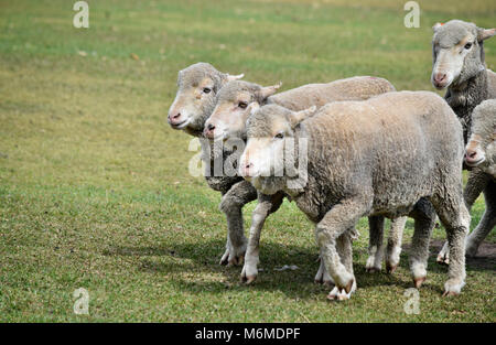 Groupe de marche des moutons dans une ferme à Sunshine Coast, Queensland, Australie Banque D'Images