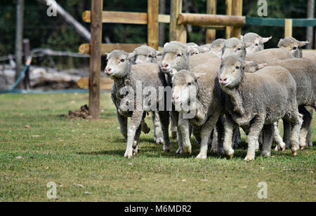 Groupe de marche des moutons dans une ferme à Sunshine Coast, Queensland, Australie Banque D'Images