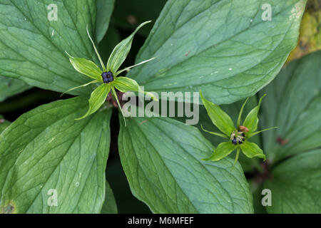 Herb Paris ; Paris quadrifolia Fleur et Berry Cumbria UK ; Banque D'Images