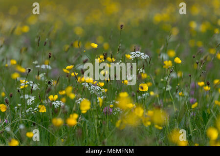Fleurs de prairie ; Muker ; Yorkshire ; UK Banque D'Images