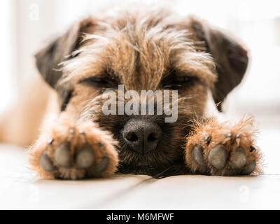 Border Terrier Banque D'Images