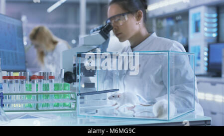 Chercheur scientifique médical examine la souris de laboratoire et recherche sur des échantillons de tissus au microscope. Elle travaille dans un laboratoire d'éclairage. Banque D'Images