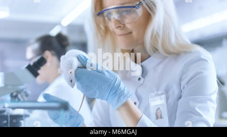 Chercheur scientifique médicale détient souris de laboratoire. Elle travaille dans un laboratoire moderne et lumineux. Banque D'Images