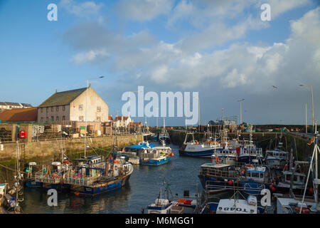 Port de Pittenweem Fife Ecosse Banque D'Images