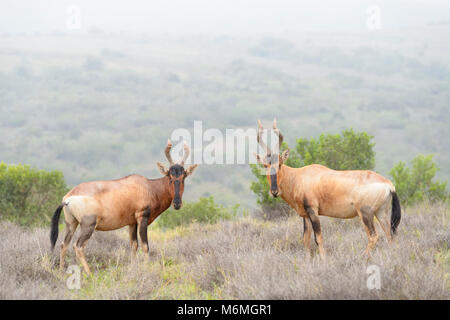 Deux bubales rouges (Alcelaphus buselaphus) debout dans un paysage, looking at camera, Addo Elephant National Park, Eastern Cape Province, Afrique du Sud Banque D'Images