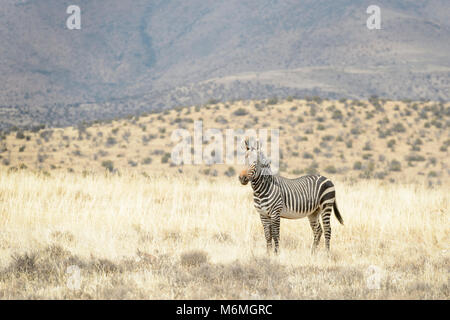 Zèbre de montagne (Equus zebra), Mountain Zebra National Park, Afrique du Sud Banque D'Images