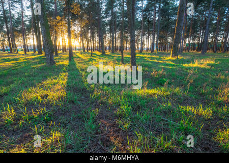 Pine square with green grass at sunset time Banque D'Images