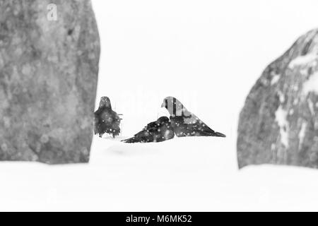 Grand corbeau Corvus corax, entre les roches de nourriture dans la neige, Pikla Linnumaja, Estonie en février. Banque D'Images