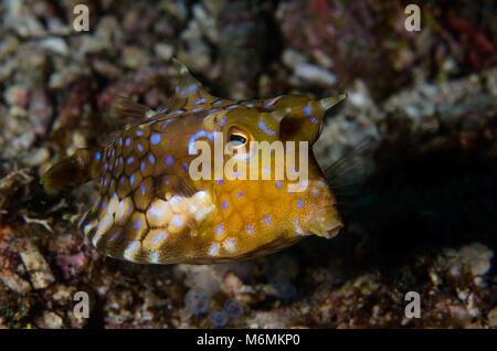 Longhorn Lactoria cornuta, Cowfish, Ostraciidae, Anilao, Philippines, Asie Banque D'Images