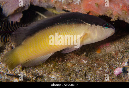 South East Asian fondule dottyback, Pseudochromis perspicillatus, Percidae, Anilao, Philippines, Asie Banque D'Images