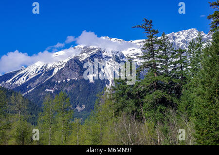 Montagne enneigées avec des pins en premier plan Banque D'Images