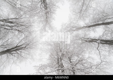 Beaux arbres vu depuis le sol jusqu'à la recherche, en hiver Banque D'Images