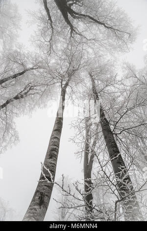 Beaux arbres vu depuis le sol jusqu'à la recherche, en hiver Banque D'Images