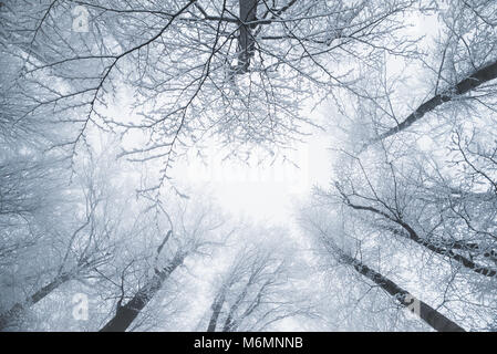 Beaux arbres vu depuis le sol jusqu'à la recherche, en hiver Banque D'Images