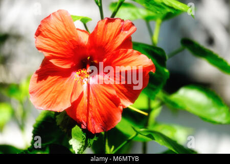 Hibiscus rouge ou rose de Sharon fleur qui s'épanouit sous les rayons du soleil Banque D'Images