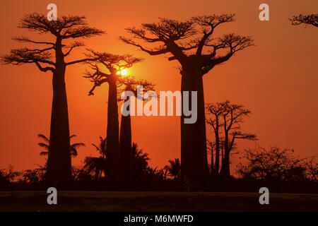 L'Afrique, Madagascar, Morondava, Grandidier's Baobab (Adansonia grandidieri) Avenue au coucher du soleil. Cet arbre est endémique à l'île Banque D'Images