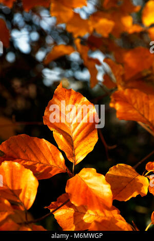 Copper beech (Fagus sylvatica purpurea) les feuilles des arbres en automne montrant belle couleur. Banque D'Images