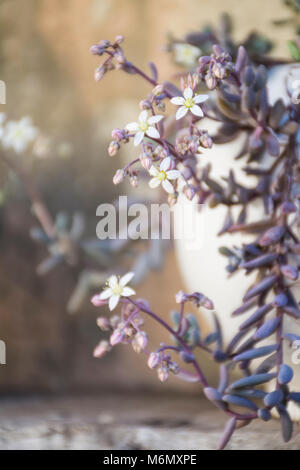 Fleurs palmier Sedum, orpin à feuilles épaisses, dans un pot Banque D'Images