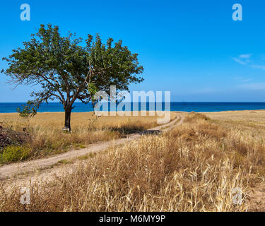 Olivier solitaire sur un champ biseauté par la mer avec un bleu ciel nuageux, Limassol, Chypre. Banque D'Images