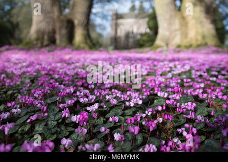 Un tapis de fleurs de Cyclamen pourpre Banque D'Images