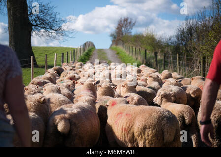 Troupeaux de moutons dans le Devon Banque D'Images