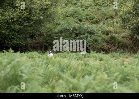 Les moutons à l'ensemble de champ vert de fougères Banque D'Images