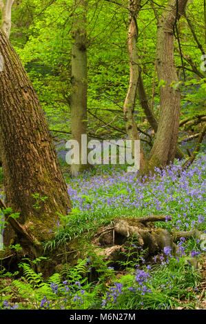 Bluebell woods Herefordshire Angleterre Banque D'Images