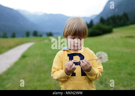 Cute little boy holding a dandelion seed head dans un pré Banque D'Images