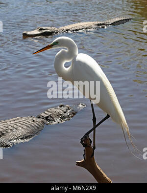 Grande Aigrette perchée sur une branche au-dessus de plusieurs Alligators affamés Banque D'Images