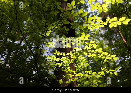 Feuilles de contre-jour , arbres en forêt, Ojstrica, Bled, Slovénie Banque D'Images