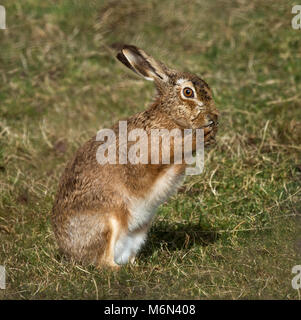 European Brown Hare, Lepus europaeus, lave son visage, Lancashire, UK Banque D'Images