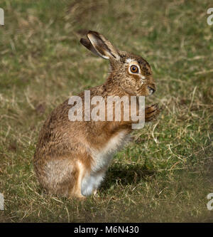 European Brown Hare, Lepus europaeus, lave son visage, Lancashire, UK Banque D'Images