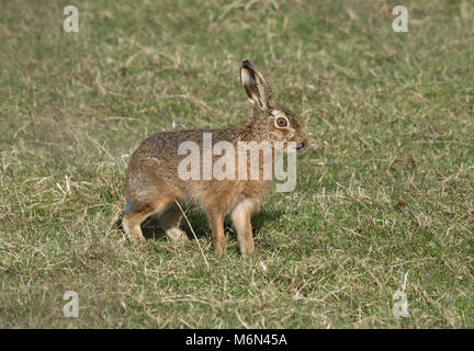 European Brown Hare, Lepus europaeus, se tenait dans la zone, Lancashire, UK Banque D'Images