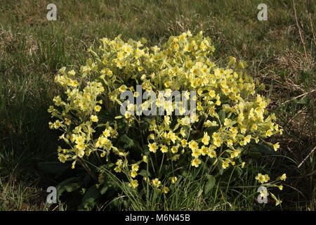 Oxlips primula veris faux x vulgaris Banque D'Images