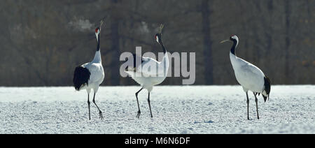 La danse des grues. La grue à couronne rouge, également appelé la grue japonaise ou grue de Mandchourie, est un grand de l'Asie de l'est cr Banque D'Images