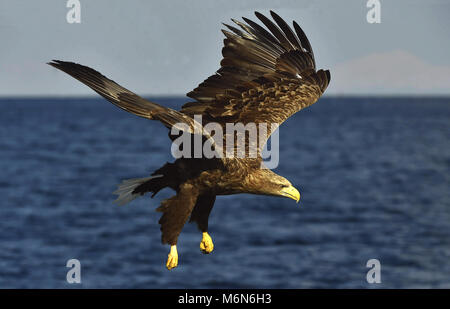 Pygargue à queue blanche la pêche. Des profils à queue blanche (Haliaeetus albicilla), également connu sous le nom de l'ern, erne, gray eagle, l'aigle de mer et blanc-tai Banque D'Images