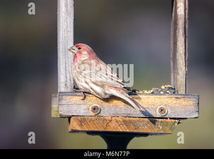 Image horizontale d'un roselin pourpré de manger les graines sur le bois d'alimentation. Belle journée ensoleillée avec des bokeh background, selective focus, tons neutres. Banque D'Images