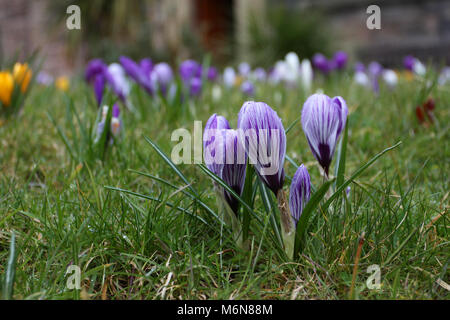 Poulton-le Fylde, Lancashire. 5Th Mar, 2018. Météo France : signes du printemps avec la floraison des bulbes de printemps crocus la récupération après des conditions météorologiques dans l'enceinte de l'église St Tchad un église paroissiale au cœur de la ville de marché animée de Poulton-le-Fylde. Banque D'Images