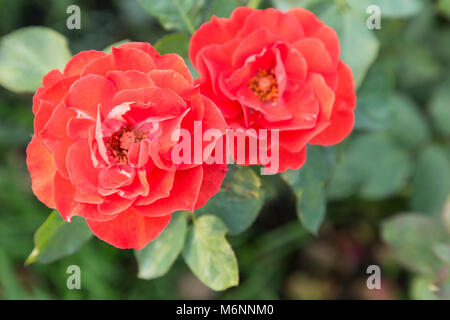 Fleur rose et vert tissu de fond dans le jardin de roses à l'été ou le printemps de la beauté et de l'agriculture carte postale décoration concept design. Banque D'Images