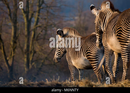 Vue arrière rapprochée, deux zébrures de Grevy (Equus grevyi) isolés à l'extérieur dans un soleil magique en soirée d'une heure d'or, West Midlands Safari Park, Royaume-Uni. Banque D'Images