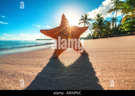 Étoile de mer sur la plage au lever du soleil Banque D'Images