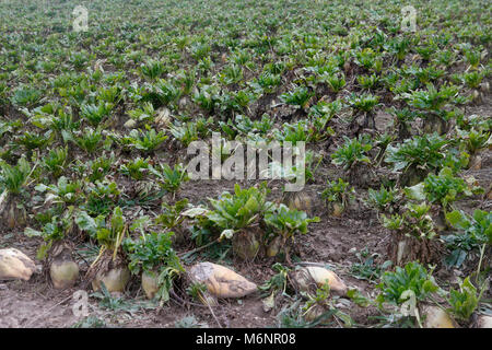 Mangelwurzel ou mangold wurzel, également appelé mangold, mangel, betterave betterave, champ et la betterave fourragère, est une racine cultivée dans un champ de culture de légumes dans de Banque D'Images