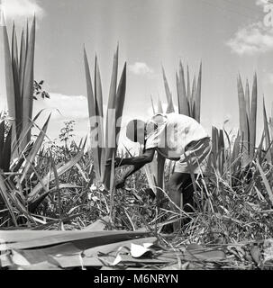 Années 1950, historiques, de l'Ouganda, l'Afrique, l'homme travailleur agricole à la récolte par une main avec des arêtes vives des cultures tropicales et des points. Banque D'Images