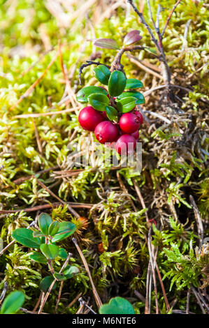 Fruits rouges de l'Airelle rouge ou l'airelle rouge ou l'airelle en direction de la forêt lituanienne moussu Banque D'Images