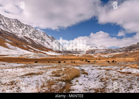 Un troupeau de yacks et chevaux d'éraflures sur le fond de montagnes couvertes de neige et les arbres d'or après la première neige en automne Banque D'Images