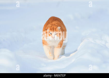 Funny cat lumineux rouge promenades sur la neige blanche parmi les congères situées sur la rue Banque D'Images